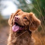 Picture of brown dog with his tongue out