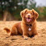 Picture of brown dog sitting