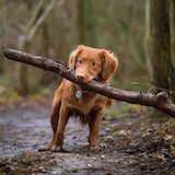 Picture of brown dog caring a tree branch